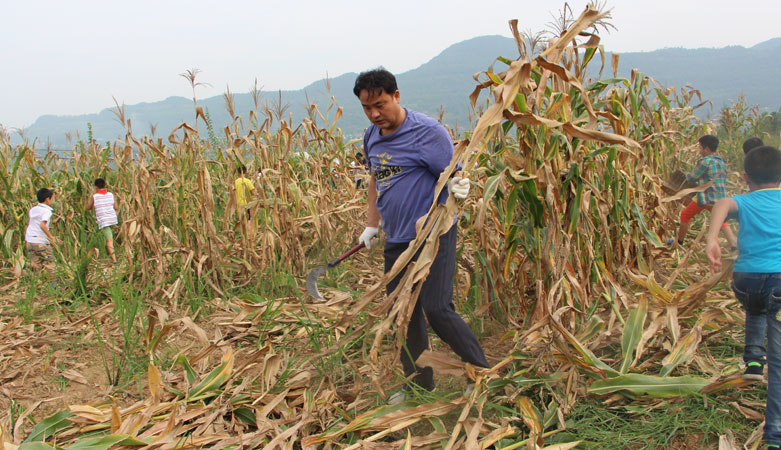 李中平和学生一起下地劳动===.jpg 李中平和学生一起下地劳动===.jpg